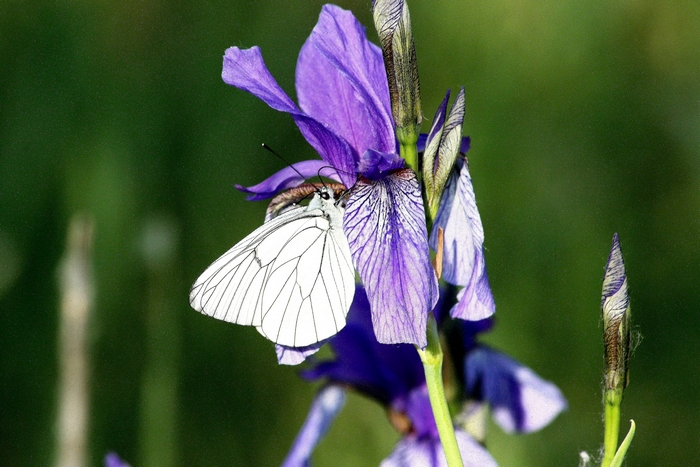 iris e farfalle